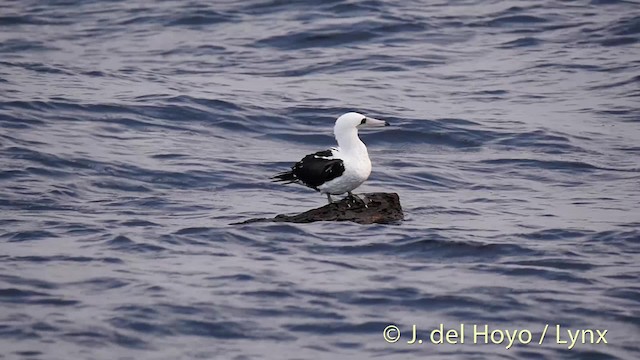 Abbott's Booby - ML201531101