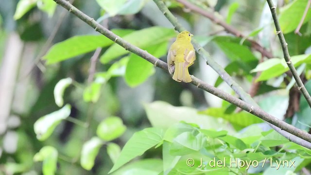 Obi Golden-Bulbul - ML201531111