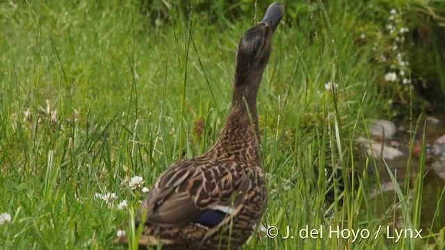 Canard colvert - ML201531121