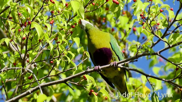 Carunculated Fruit-Dove - ML201531181