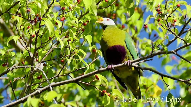 Carunculated Fruit-Dove - ML201531191