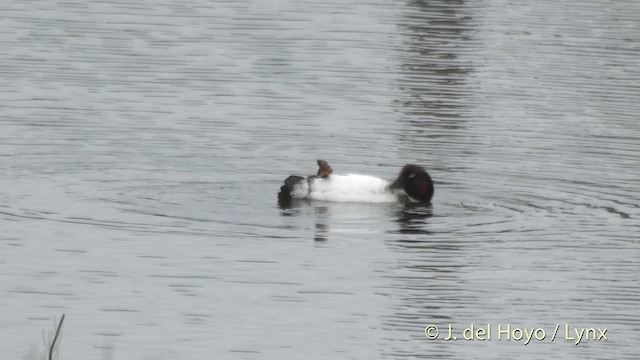 Common Goldeneye - ML201531201