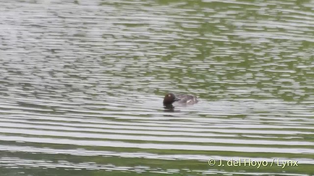 Common Goldeneye - ML201531211