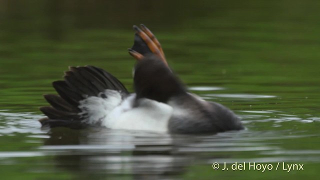 Common Goldeneye - ML201531221