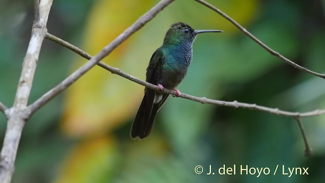 Colibri à queue bronzée - ML201531241