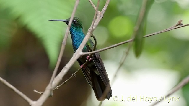 Colibri à queue bronzée - ML201531261