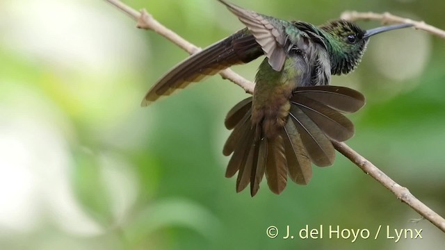 Bronzeschwanz-Buffonkolibri - ML201531271