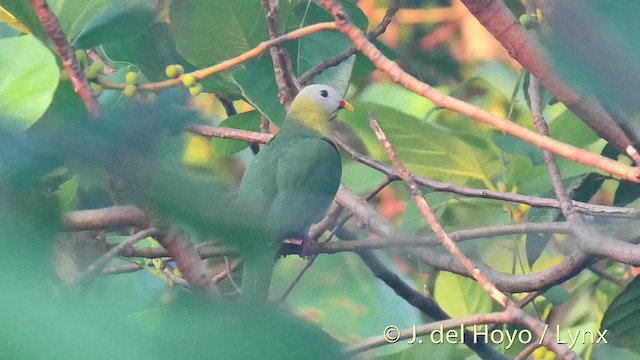 Sula Fruit-Dove - ML201531331
