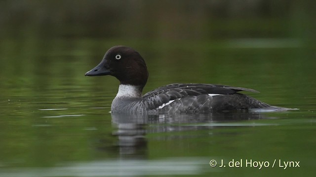 Common Goldeneye - ML201531341