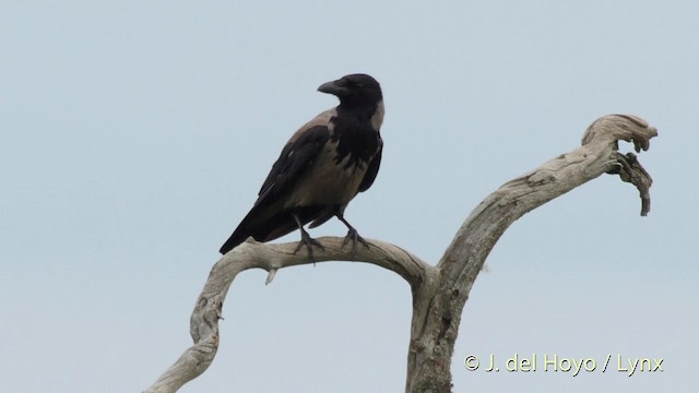 Hooded Crow (Hooded) - ML201531351