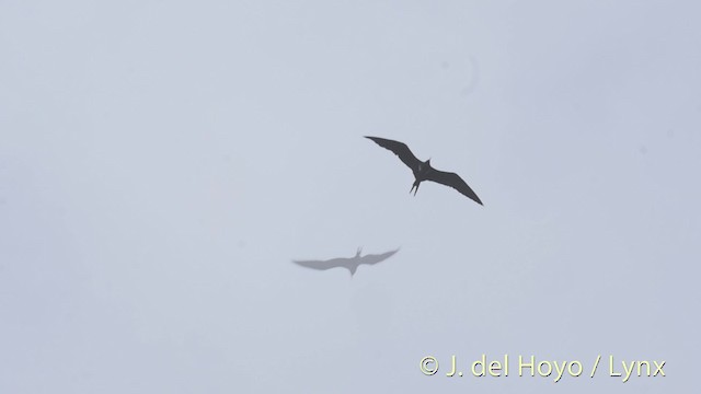 Lesser Frigatebird (Lesser) - ML201531371