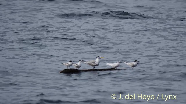 Charrán Común (longipennis) - ML201531391