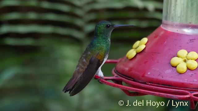 Snowy-bellied Hummingbird - ML201531471