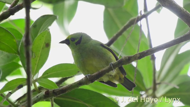 Emerald Tanager - ML201531491