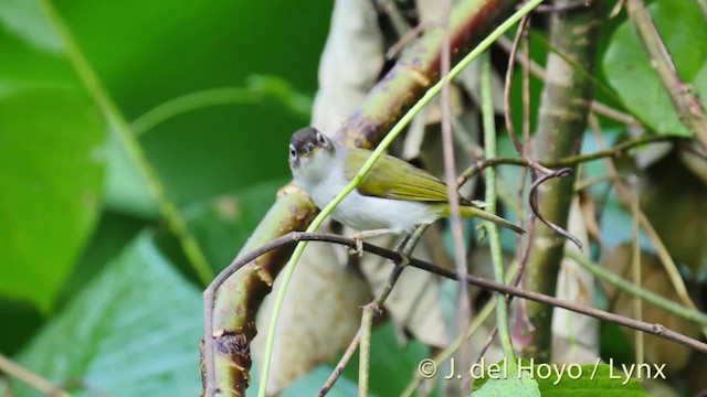 Zostérops à gorge crème (atriceps) - ML201531561