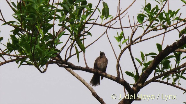 Scaly-breasted Thrasher - ML201531571