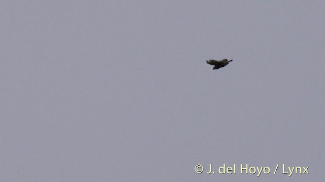 Broad-winged Hawk (Caribbean) - ML201531591