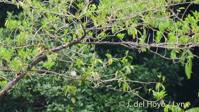 Lesser Antillean Flycatcher - ML201531681