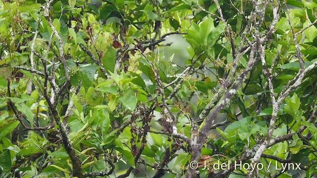 Vireo Bigotudo - ML201531691