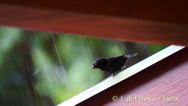 Lesser Antillean Bullfinch - ML201531701