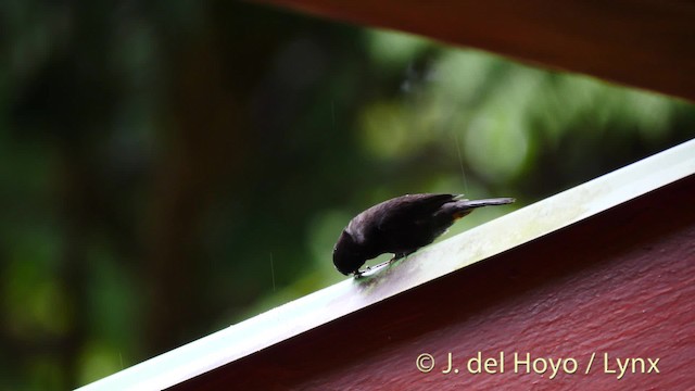 Lesser Antillean Bullfinch - ML201531711