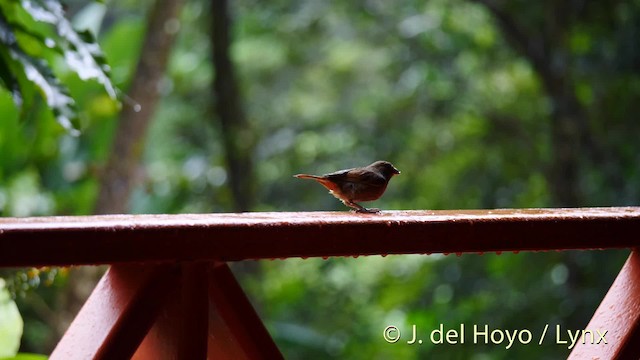 Pèrenoir rougegorge - ML201531721