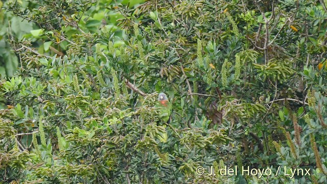 Pèrenoir rougegorge - ML201531731