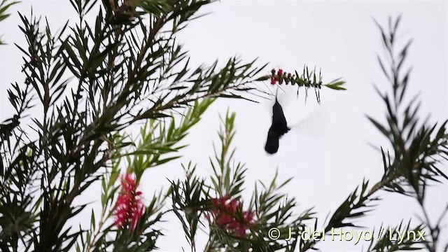 kolibřík hedvábný - ML201531761