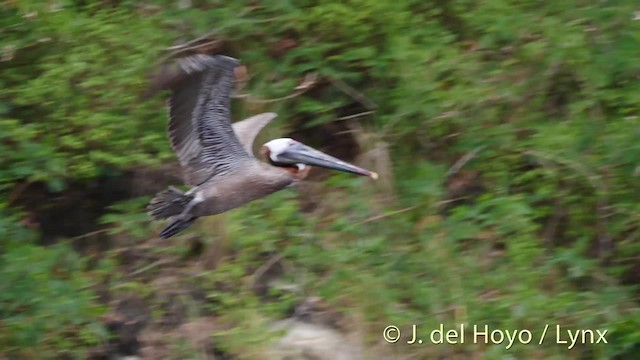 pelikán hnědý (ssp. occidentalis/murphyi) - ML201531801