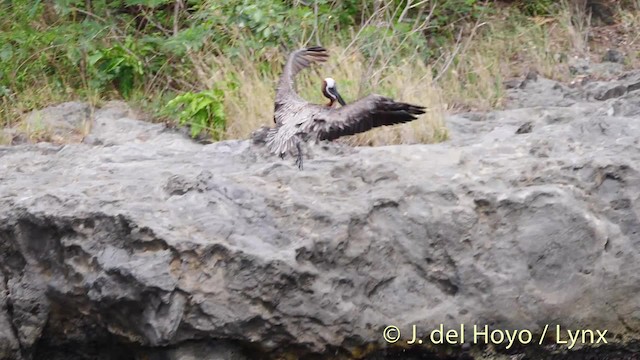 brunpelikan (occidentalis/murphyi) - ML201531821