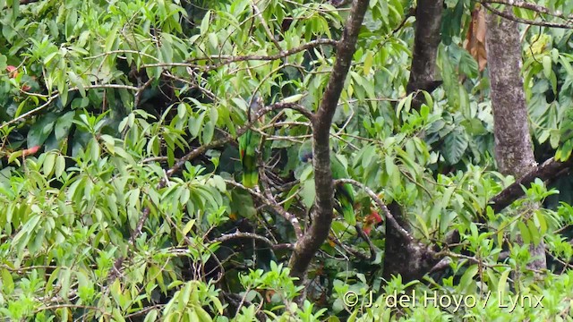 Red-necked Amazon - ML201531881