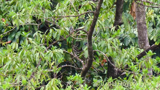 Amazona Gorjirroja - ML201531881