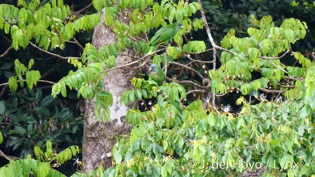 Red-necked Parrot - ML201531891