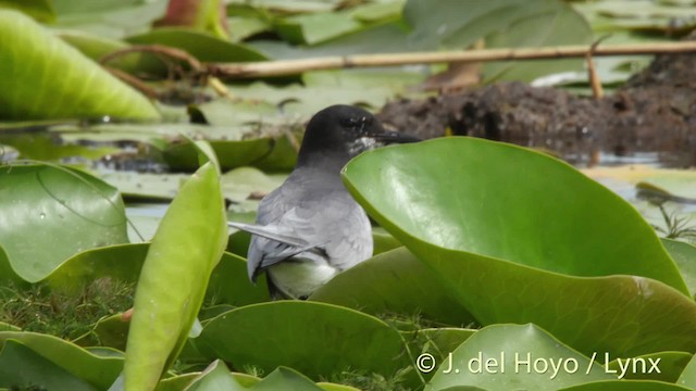 Itsas enara beltza (eurasiarra) - ML201531991