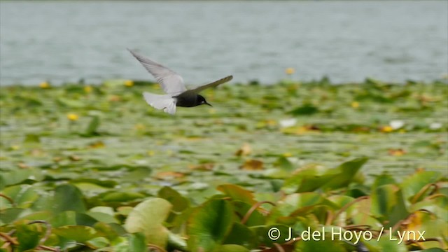 黑浮鷗(niger) - ML201532011