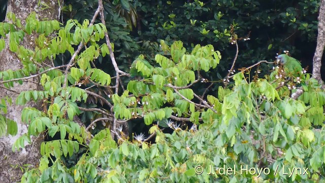 Red-necked Amazon - ML201532041