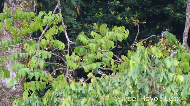 アカノドボウシインコ - ML201532041