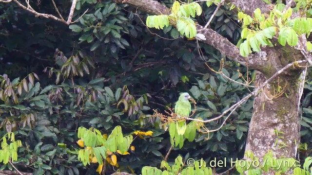 Red-necked Parrot - ML201532051