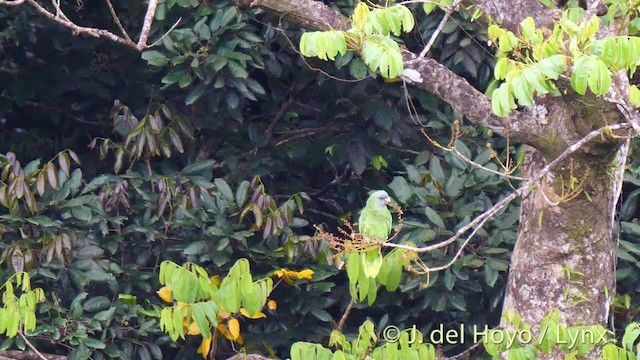 アカノドボウシインコ - ML201532051