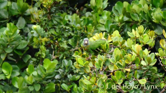 Red-necked Parrot - ML201532071