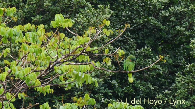 Red-necked Parrot - ML201532081