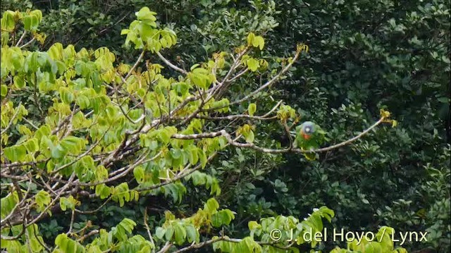 アカノドボウシインコ - ML201532091