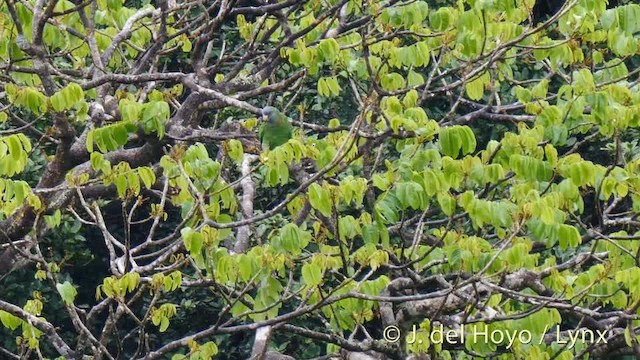 アカノドボウシインコ - ML201532101