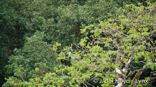 Red-necked Amazon - ML201532111