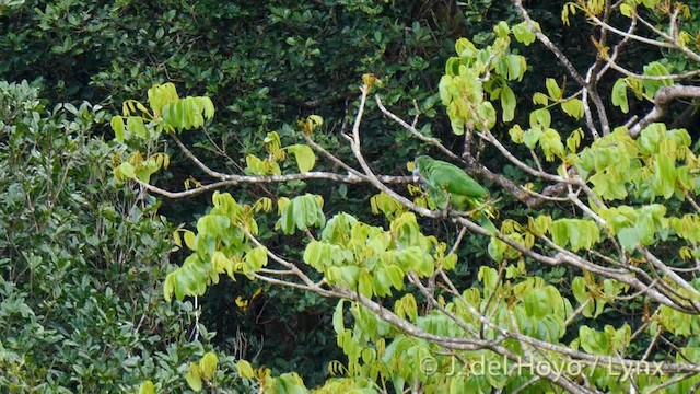Red-necked Amazon - ML201532121