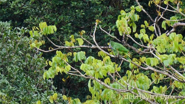 Red-necked Parrot - ML201532121