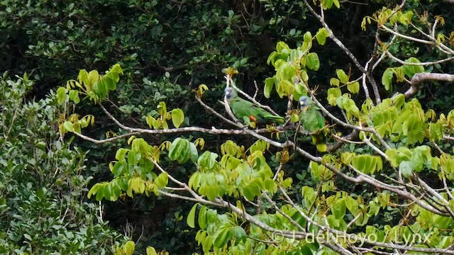 Red-necked Amazon - ML201532131