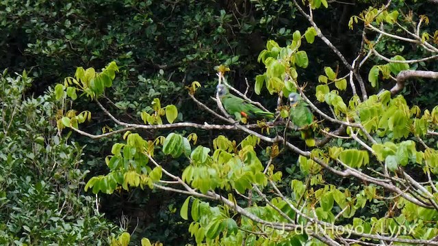 アカノドボウシインコ - ML201532131