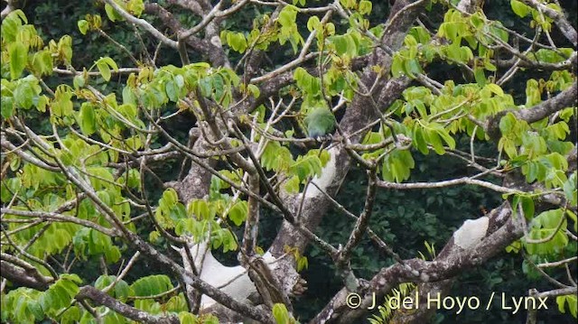 Red-necked Amazon - ML201532141