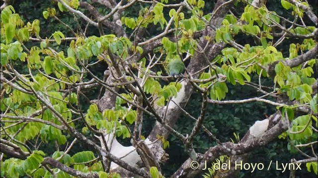 Red-necked Parrot - ML201532141